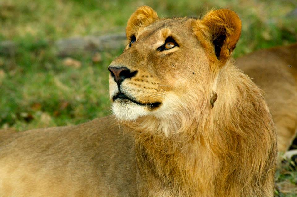 wild-lions-in-sub-saharan-africa-empowers-africa