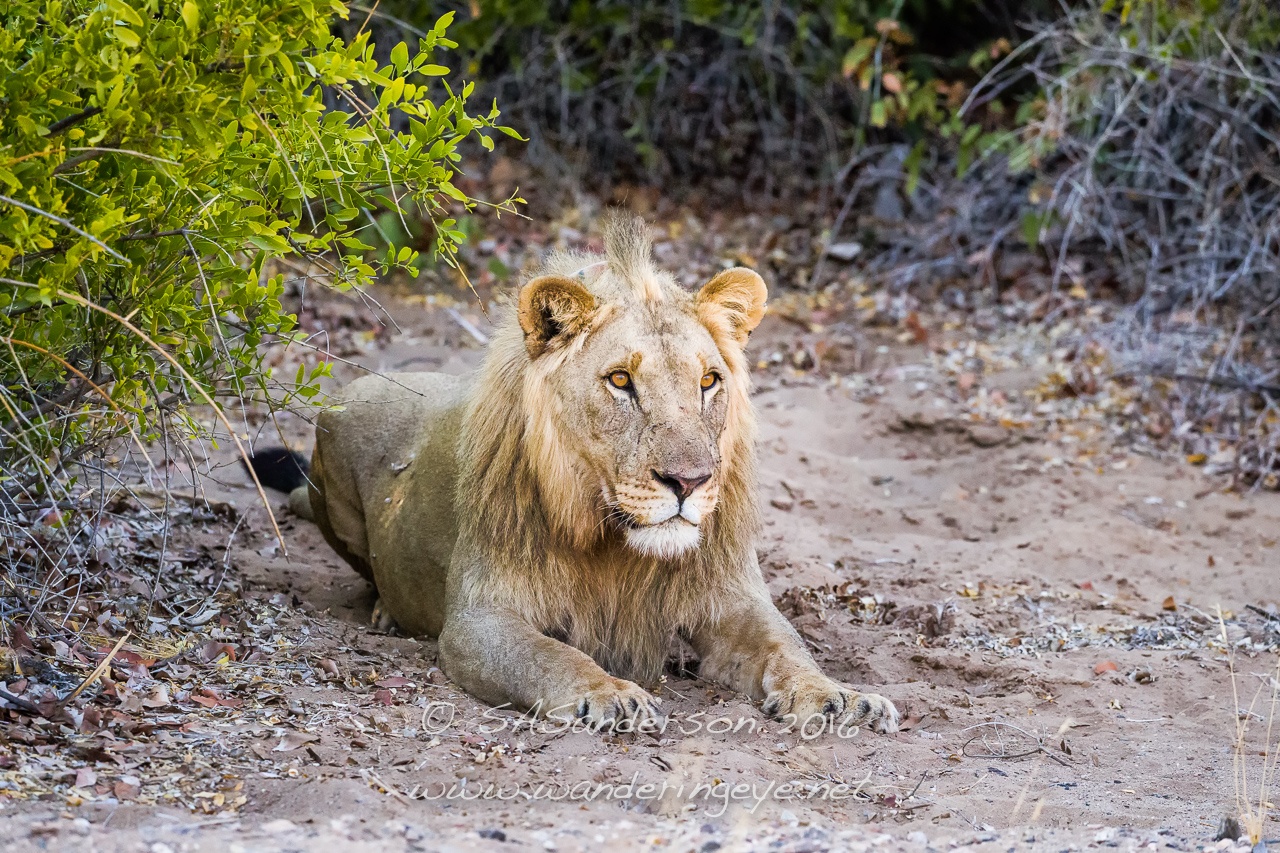 Grant Announcement: Namibia Desert Lion Conservation Project - Empowers Africa1280 x 853