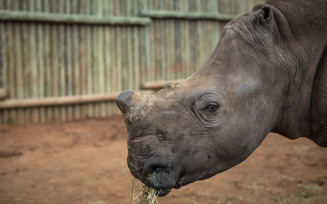 Grant Announcement: Care for Wild Africa Rhino Sanctuary - Empowers Africa