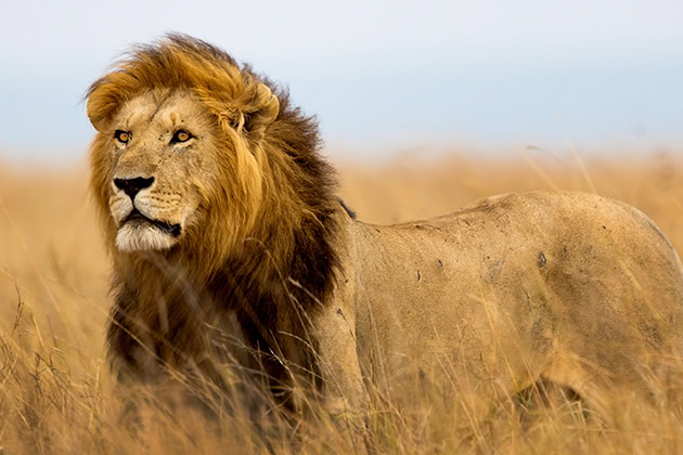 Panthera Africa