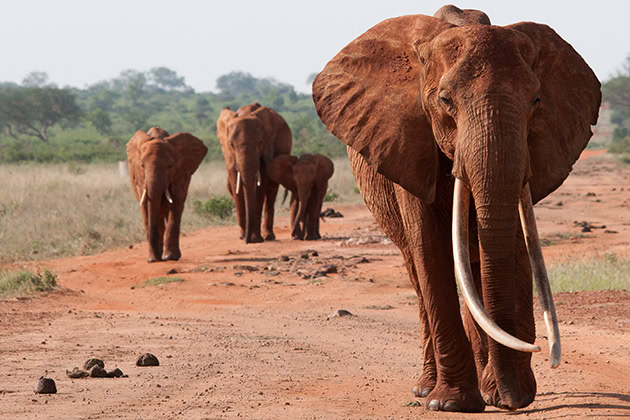 Tsavo Trust