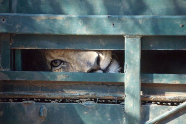 Wildtrust