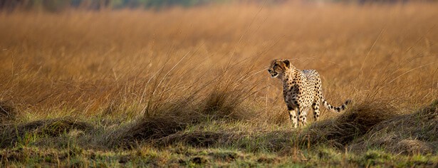 Wilderness Trust