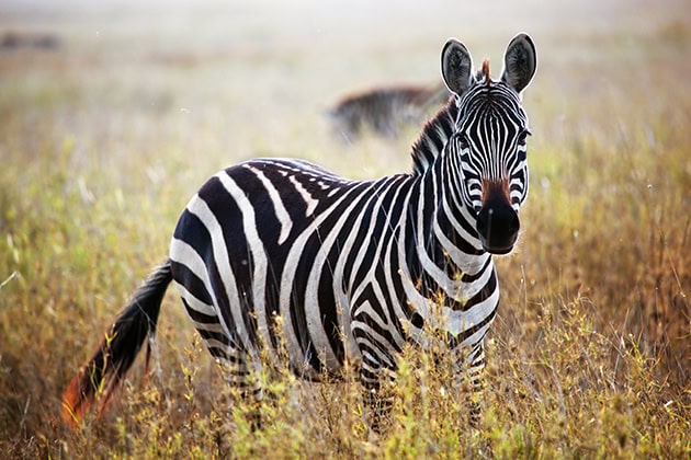 Singita Lowveld Trust
