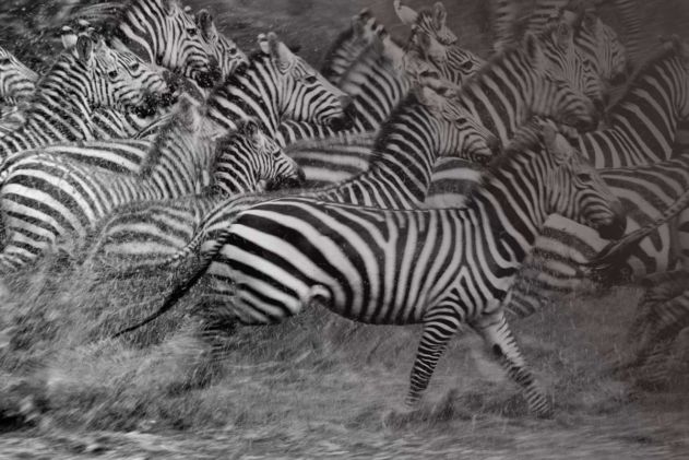The Safari Collection Footprint