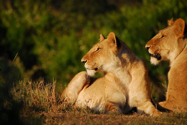 Kenya Wildlife Trust