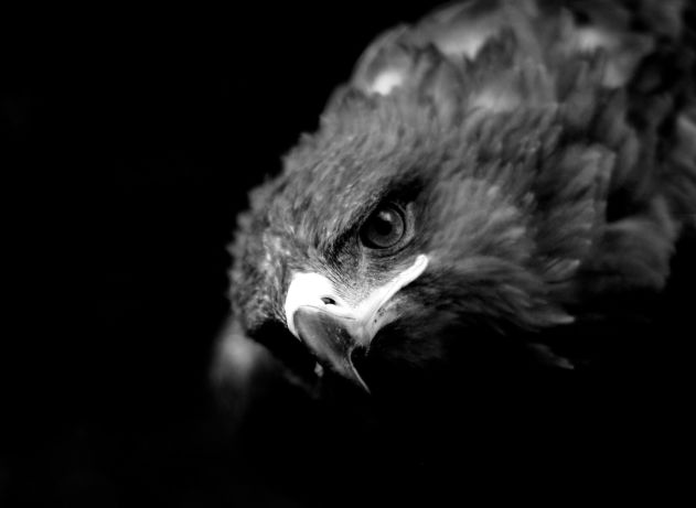 Kenya Bird of Prey Trust