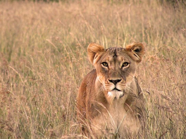 Lion Landscapes