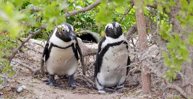 Dyer Island Conservation Trust