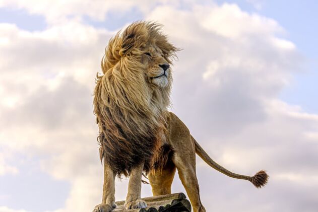Panthera Africa