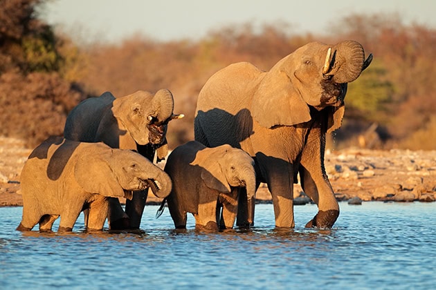 African Bush Camps Foundation
