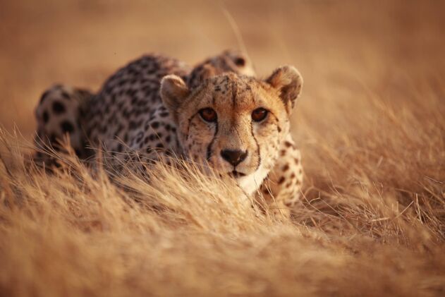 Cheetah Conservation & Protection
