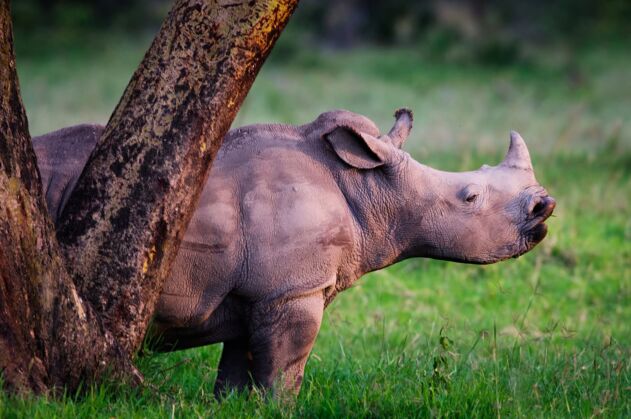 Rhino Conservation & Protection
