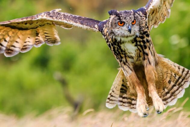 Birds of Prey Conservation