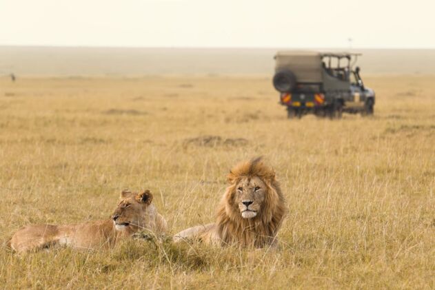 Lion Conservation
