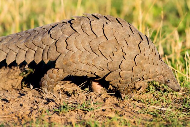 Pangolin Conservation & Protection