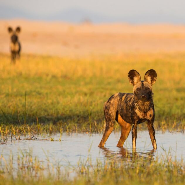 Wild Dog Conservation & Protection