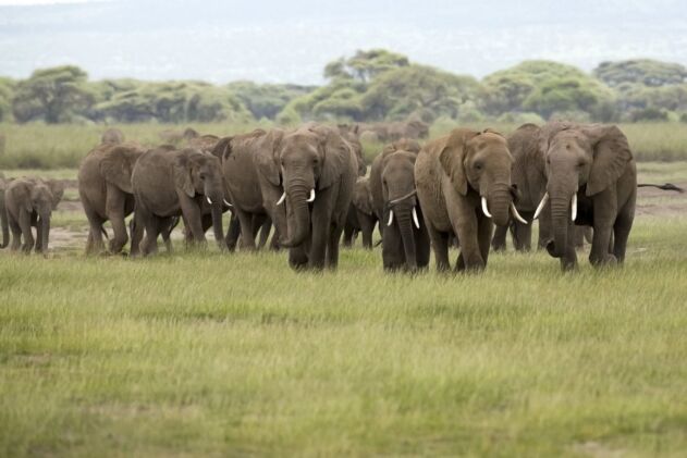 Elephant Conservation & Protection
