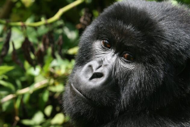Gorillas & Other Great Apes Conservation & Protection