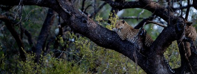 Ingwe Research Program