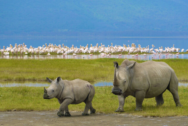Wildlife Protection