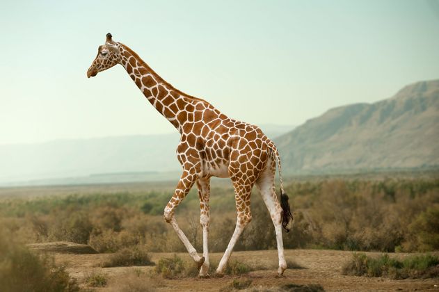 Giraffe Conservation & Protection