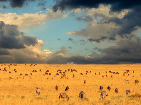 Wild places
