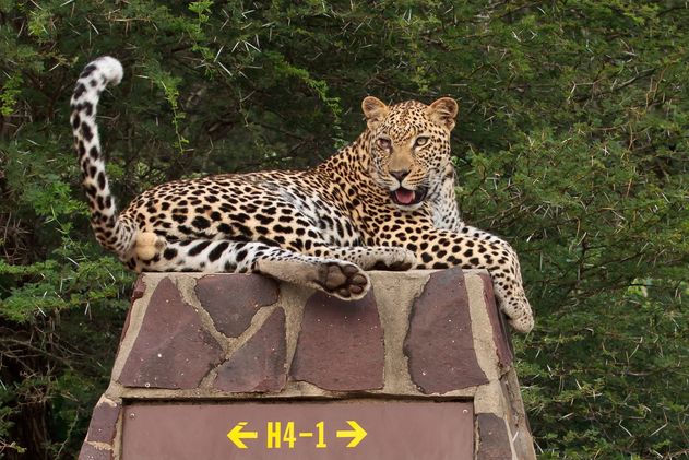 Leopard Conservation & Protection